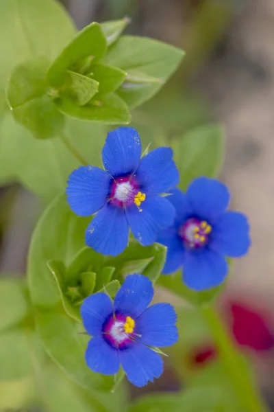 Macro View Beautiful Anagallis Monelli Blue Pimpernel Flowers — Stock Photo, Image