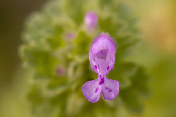 Γκρο Πλαν Θέα Όμορφο Λουλούδι Διαφοροποιημένου Amplexicaule Purple Dragon Στην — Φωτογραφία Αρχείου