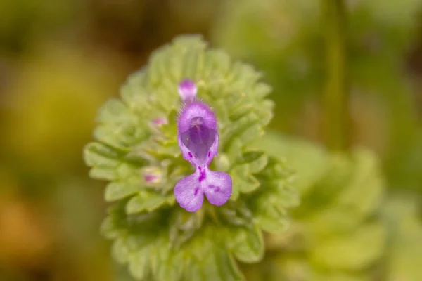 Закрытый Вид Красивый Цветок Lamium Amplexicaule Фиолетовый Драгон Дикой Природе — стоковое фото
