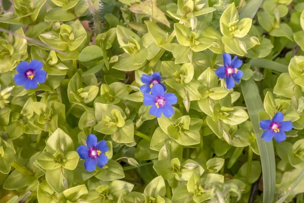 Macro View Beautiful Anagallis Monelli Blue Pimpernel Flowers — Stock Photo, Image