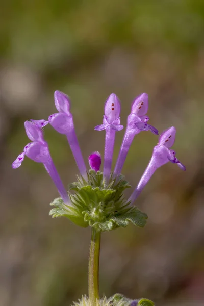 Close View Beautiful Lamium Amplexicaule Purple Dragon Flower Wild — Stock Photo, Image