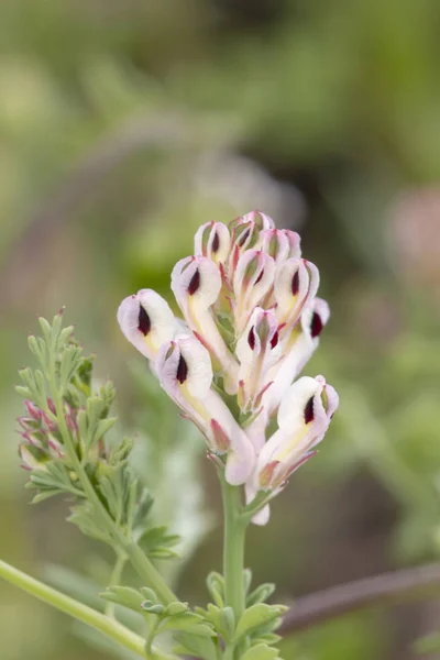 Close View Beautiful Fumaria Parviflora Flower — Stock Photo, Image