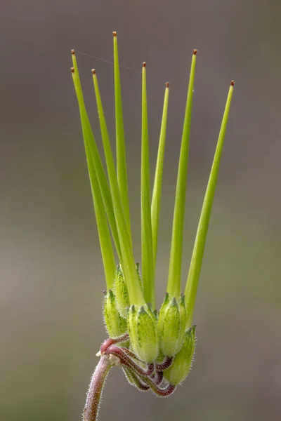 Güzel Uzun Burunlu Storksbill Erodium Botrys Yabani Bitki Görünümünü Kapat — Stok fotoğraf