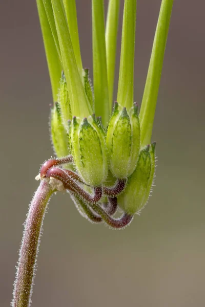 Nahaufnahme Der Schönen Langschnabeligen Storchenschnabel Erodium Botrys Wildpflanze — Stockfoto