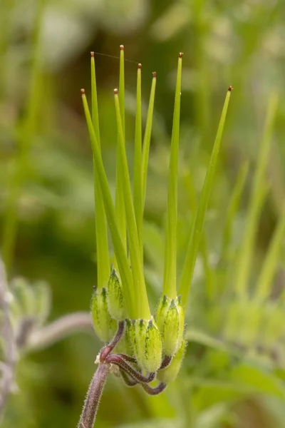 Vista Cerca Hermosa Cigüeña Pico Largo Erodium Botrys Planta Silvestre — Foto de Stock