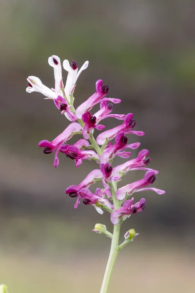 Close View Beautiful Fumaria Capreolata Flower — Stock Photo, Image