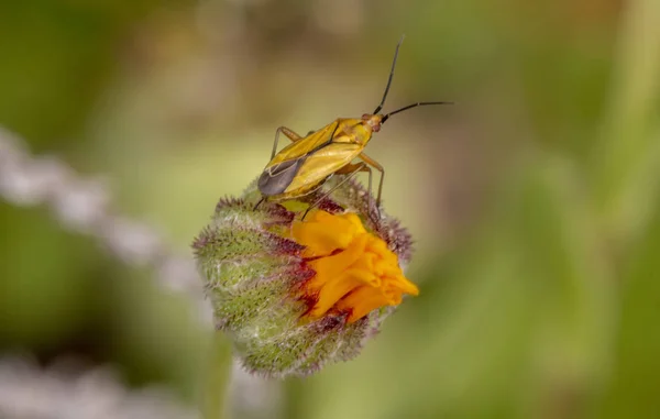 Закрыть Вид Желтого Plant Bug Oncotybolivari Цветок — стоковое фото