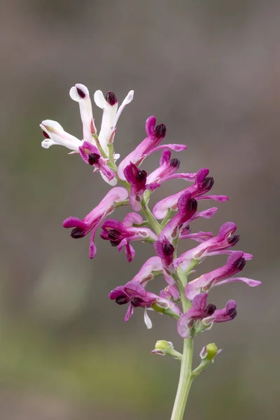 Close View Beautiful Fumaria Capreolata Flower — Stock Photo, Image