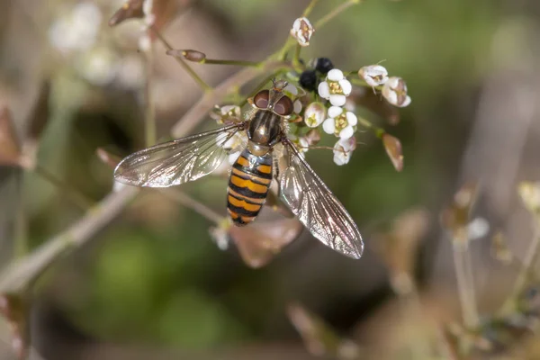 Close View Hoverfly Insect Flower — Stock Photo, Image