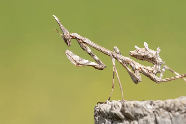 이상한 Empusa Pennata 곤충의 클로즈업 — 스톡 사진