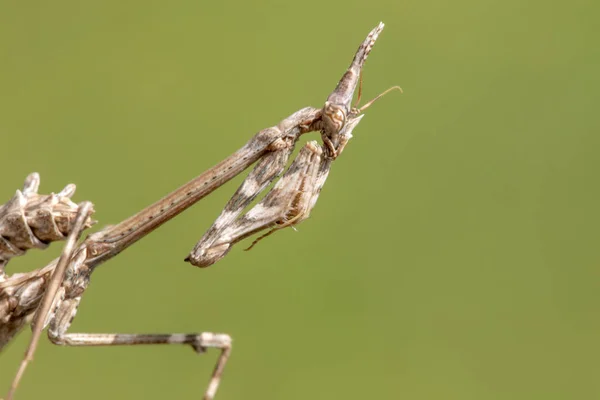 Close View Weird Empusa Pennata Insect — Stock Photo, Image