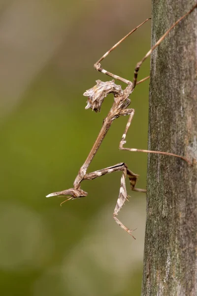 Garip Empusa Pennata Böcek Görünümünü Yakın Çekim — Stok fotoğraf