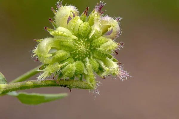 Close View Beautiful Wild Plant Weird Designs — Stock Photo, Image