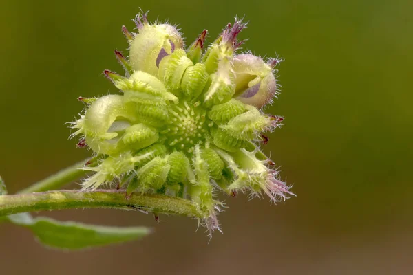 Vista Cerca Hermosa Planta Silvestre Diseños Extraños — Foto de Stock