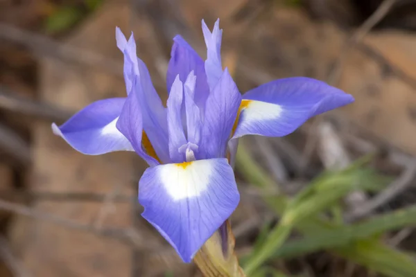 Vue Rapprochée Belle Fleur Noyer Barbare Gynandriris Sisyrinchium — Photo