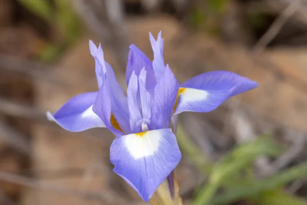 Vista Cerca Hermosa Flor Nuez Barba Gynandriris Sisyrinchium —  Fotos de Stock