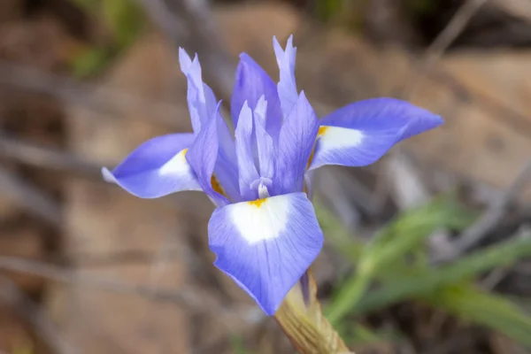 바바리 Gynandriris Sisyrinchium — 스톡 사진