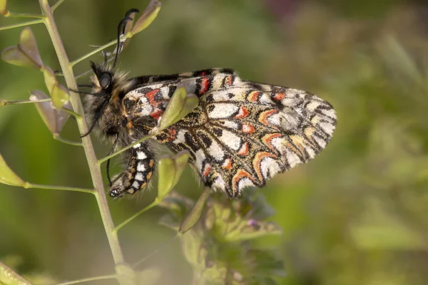 Vista Cerca Hermosa Mariposa Del Festón Español Zerynthia Rumina — Foto de Stock