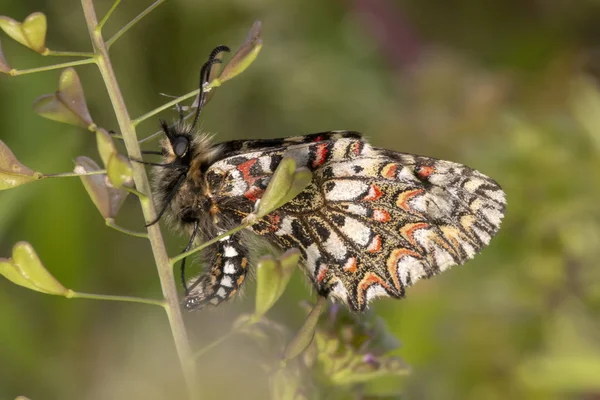 Close Beeld Van Het Mooie Spaanse Vlinder Zerynthia Rumina Festoen — Stockfoto