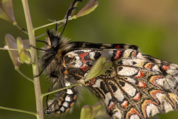 Vue Rapprochée Magnifique Papillon Feston Espagnol Zerynthia Rumina — Photo