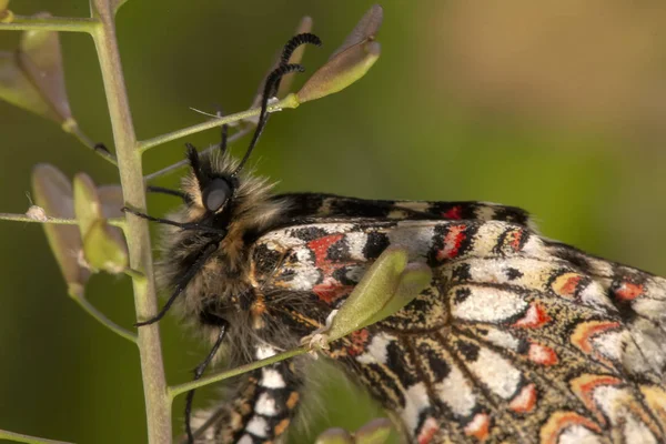 Close View Beautiful Spanish Festoon Butterfly Zerynthia Rumina — Stock Photo, Image