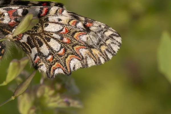 Vista Vicino Della Bellissima Farfalla Festone Spagnola Zerynthia Rumina — Foto Stock