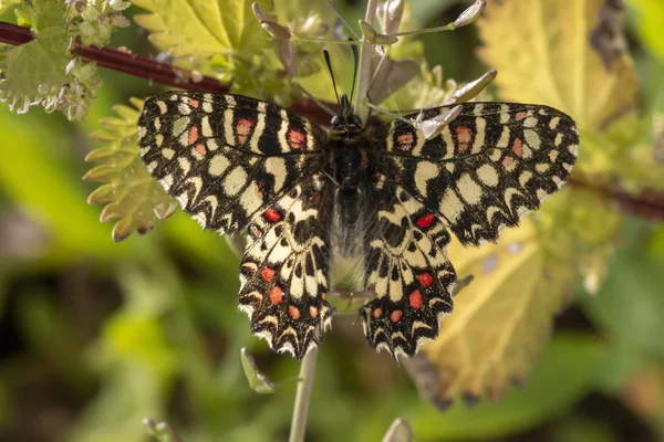 Vista Cerca Hermosa Mariposa Del Festón Español Zerynthia Rumina —  Fotos de Stock