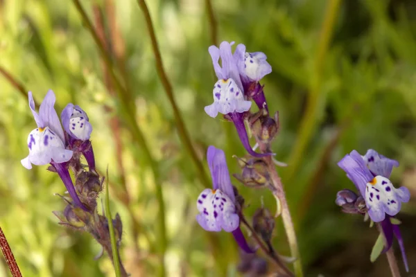 Close View Beautiful Linaria Algarviana Flowers — Stock Photo, Image