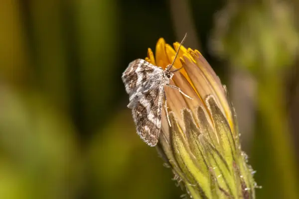 Close View Hypotia Corticalis Moth Wild — Stock Photo, Image