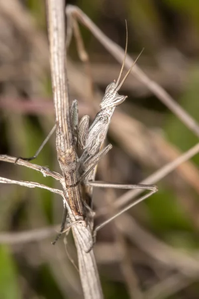 Ameles Picteti 사마귀 벌레의 — 스톡 사진