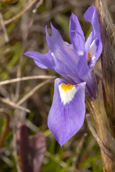 Vista Cerca Hermosa Flor Nuez Barba Gynandriris Sisyrinchium —  Fotos de Stock