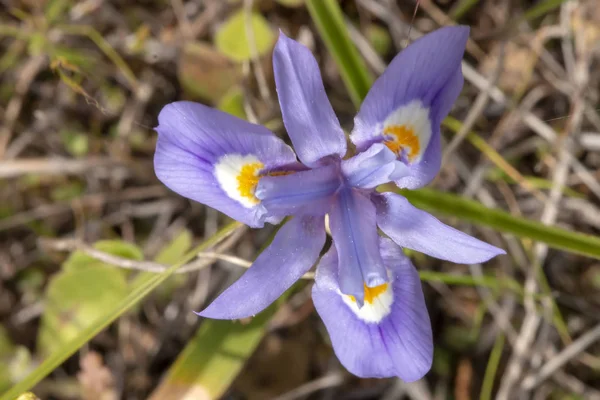 Yakından görmek güzel barbary somun (gynandriris sisyrinchium) çiçek.