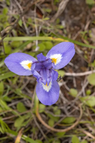 Close View Beautiful Barbary Nut Gynandriris Sisyrinchium Flower — Stock Photo, Image