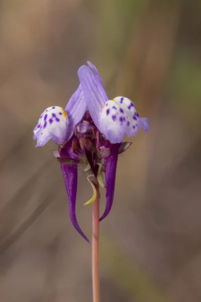 Nahaufnahme Der Schönen Linaria Algarviana Blume — Stockfoto