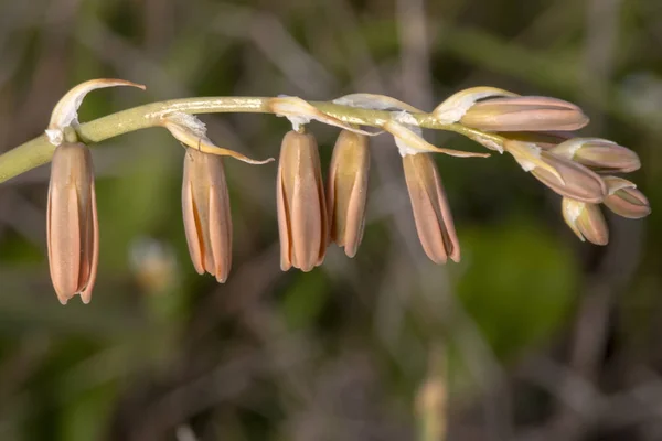 Крупним Планом Вид Красиву Квітку Dipcadi Serotinum — стокове фото