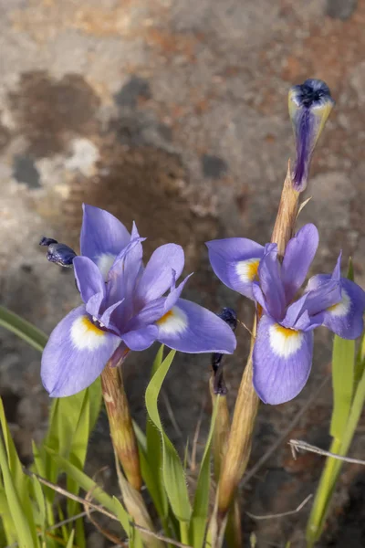 Detailní Pohled Krásné Květiny Barbary Nut Gynandriris Badil — Stock fotografie