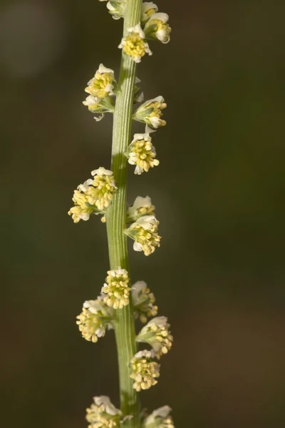 Vista Perto Bela Flor Reseda Luteola — Fotografia de Stock