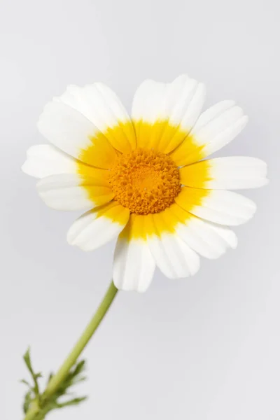 Vista Cerca Hermosa Flor Del Coronario Crisantemo —  Fotos de Stock