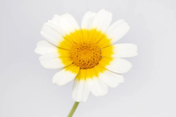 Vista Cerca Hermosa Flor Del Coronario Crisantemo —  Fotos de Stock