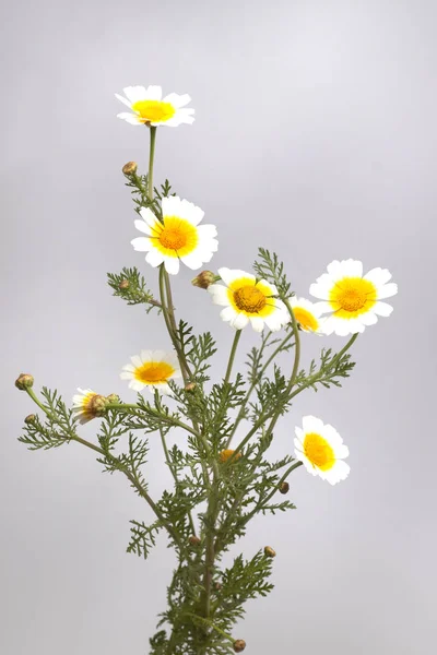 Close View Beautiful Chrysanthemum Coronarium Flowers — Stock Photo, Image