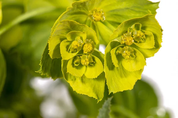 Προβολή Μεγέθυνση Από Όμορφα Λουλούδια Serrata Euphorbia — Φωτογραφία Αρχείου