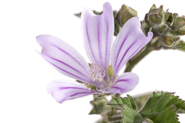 Close View Beautiful Lavatera Cretica Flower — Stock Photo, Image