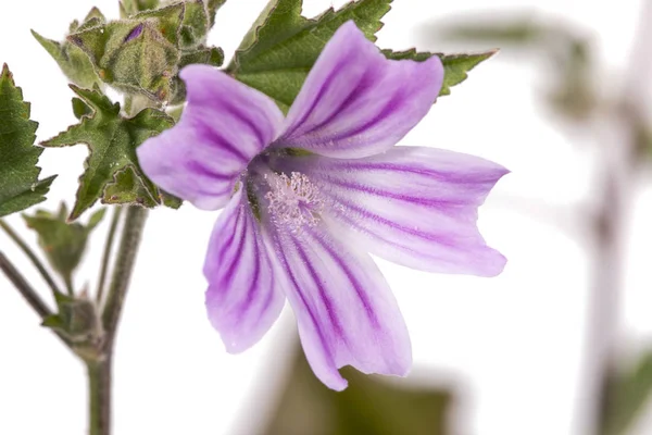 Close View Beautiful Lavatera Cretica Flower — Stock Photo, Image
