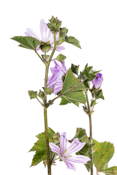 Güzel Lavatera Cretica Çiçek Görünümü Kapatın — Stok fotoğraf