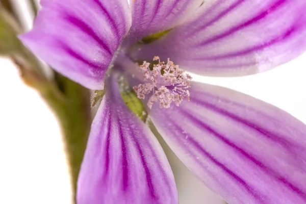 Close View Beautiful Lavatera Cretica Flower — Stock Photo, Image