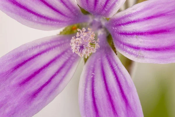 Zblízka Pohled Krásné Svrchní Cretica Květ — Stock fotografie