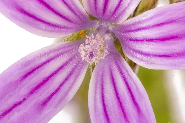 Vista Vicino Del Bellissimo Fiore Lavatera Cretica — Foto Stock