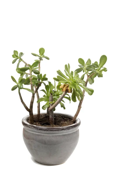 Crassula Ovata Суккулентное Растение Банке Изолированы Белом Фоне — стоковое фото