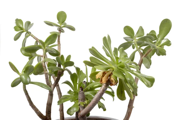 Crassula Ovata Φυτό Γλάστρα Που Απομονώνονται Λευκό Φόντο — Φωτογραφία Αρχείου