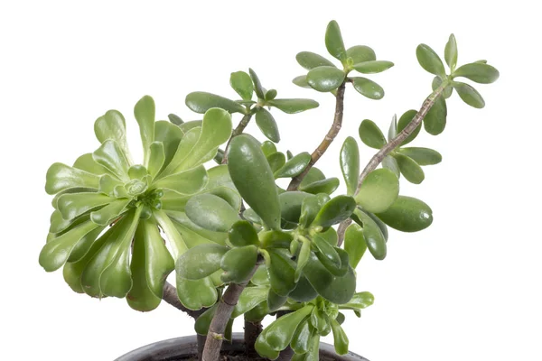 Crassula Ovata Φυτό Γλάστρα Που Απομονώνονται Λευκό Φόντο — Φωτογραφία Αρχείου